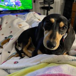 Korra - Dachshund