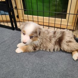Australian Shepherd Puppies from Whitfarm Aussies