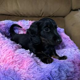 Georgie - Black and tan female Dachshund puppy in Humble, Texas from Foley Dachshunds