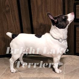 LeeLoo- Retired - Teddy Roosevelt Terrier
