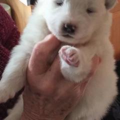 Samoyeds from Sassillie Samoyeds