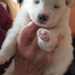 Samoyeds from Sassillie Samoyeds
