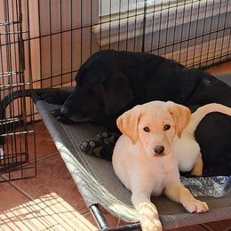 Labrador Retrievers from Cross Creek Kennels, Inc