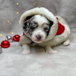 Ravioli - Merle female Goldendoodle puppy in Williamson, New York from Lakeside Doodles