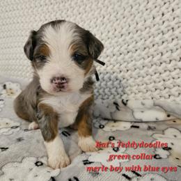 Boy 2 - Merle male Bernedoodle puppy in Schertz, Texas from Kat's Teddydoodles