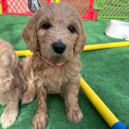 Pink Lemonade - Golden female Double Doodle puppy in El Cajon, California from Calibear Doodles