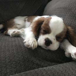 Cavalier King Charles Spaniel Puppies from Christina’s Cavaliers