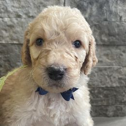 Snickers - Apricot Labradoodle puppy in Raleigh, North Carolina from Denalibear Doodles