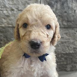 Snickers - Apricot Labradoodle puppy in Raleigh, North Carolina from Denalibear Doodles
