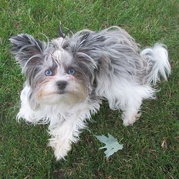 Misty - Yorkshire Terrier