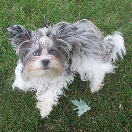 Misty - Yorkshire Terrier