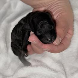 Chai - Silver female Poodle puppy in Marsing, Idaho from Araceli Toy Poodles