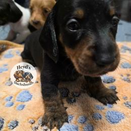 Dandelion - Black and tan male Dachshund puppy in Hoquiam, Washington from Heyd's Mini Dachshunds
