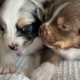 Australian Shepherds from BelleVue Australian shepherds