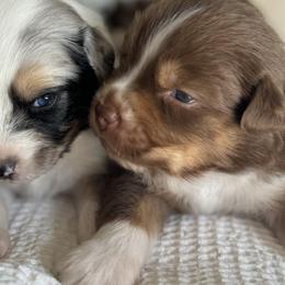 Australian Shepherds from BelleVue Australian shepherds