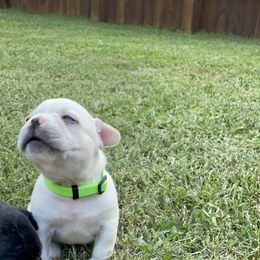 French Bulldog Puppies from Jackie’s French Bulldog’s