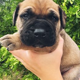 Olaf - Red male Bullmastiff puppy in San Antonio, Texas from Blushing Dawn Bullmastiffs