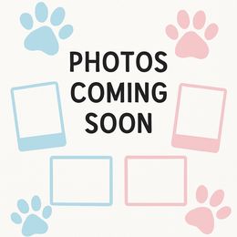 Bugs - Black tri male Miniature American Shepherd puppy in Palacios, Texas from Coastal’s Miniature American Shepherds