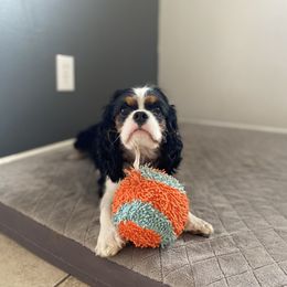 Cavalier King Charles Spaniels from Utah Cavaliers
