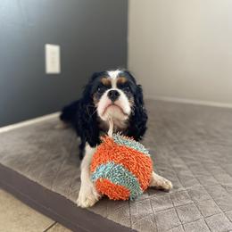 Cavalier King Charles Spaniels from Utah Cavaliers