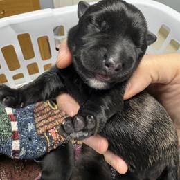 Lola - Red brindle female Scottish Terrier puppy in Stanford, Kentucky from Bluegrass Scottish Terriers