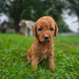 Cody - Red male Labradoodle puppy in Clinton, Ohio from P&L Doodles