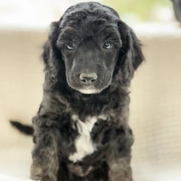 Obi Wan - Phantom male Poodle puppy in Berthoud, Colorado from Yellow Dog Farm