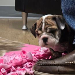 Joque - Red brindle and white male Bulldog puppy in Laurel, Montana from Bull Mountain Bulldogs