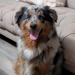 Dallas - Blue merle female Australian Shepherd puppy in Fultonville, New York from Sandy Aussies & Pomeranians