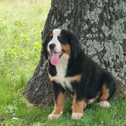 Fafner - Tri-color male Bernese Mountain Dog puppy in Shawnee, Oklahoma from Little House