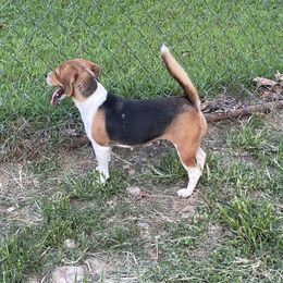 Cora - Beagle