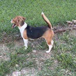 Cora - Beagle