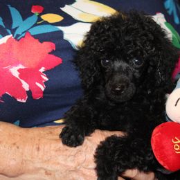 English Springer Spaniel and Poodle Puppies from Haskeez