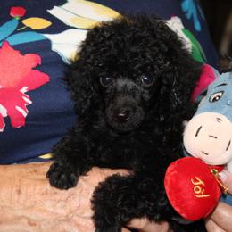 English Springer Spaniel and Poodle Puppies from Haskeez