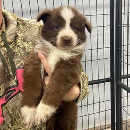 Red collar - Panda male German Shepherd puppy in Pelham, North Carolina from P & P Shepherds