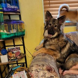 German Shepherd All Grown Up from Freiheit Von Himmel  Shepherds