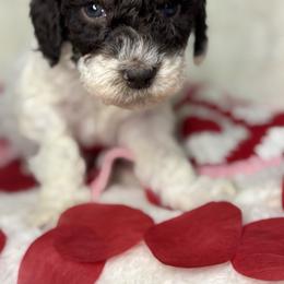 Purple - Blizzard - Parti female Goldendoodle puppy in Cleveland, Georgia from The O.G. Doodles