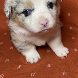 American Corgi and Pembroke Welsh Corgi Puppies from Caddeaux Corgis