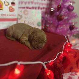 Cappuccino - Golden female Golden Retriever puppy in Sandy, Oregon from Treasured K-9s