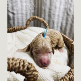 Goldendoodle Puppies from MAGNOLIA FARM DOODLES