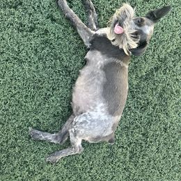 Miniature Schnauzer puppies from Journee Home Mini Schnauzers