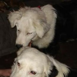 Australian Shepherds and Bloodhounds from Mountain Spring Aussies