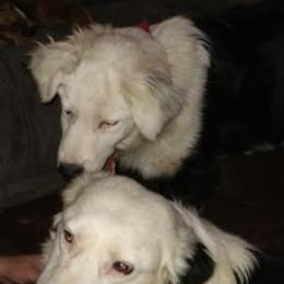 Australian Shepherds and Bloodhounds from Mountain Spring Aussies