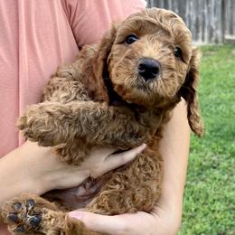 Bear - Red  male Goldendoodle puppy in Fulshear, Texas from Little Potatoes