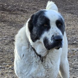 Dasha - Armenian Gampr