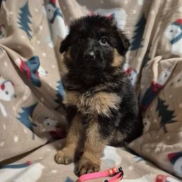 Pink collar female - Black and red female German Shepherd puppy in Eugene, Oregon from Vom Osuna K9s