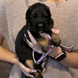 Girl 2 - Black and red female German Shepherd puppy in Killen, Alabama from Southern Lakes German Shepherds