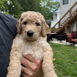 Goldendoodle Puppies from Ellie's Goldendoodles