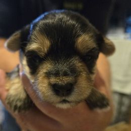 Sam - Black & tan tri-color male Morkie puppy in Forest City, Iowa from Weiss's Puppies