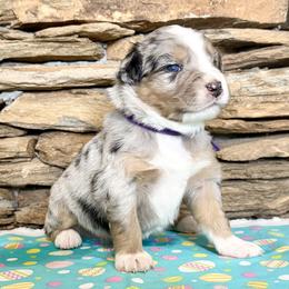 Lyra - Blue merle female Australian Shepherd puppy in Red Springs, North Carolina from Julia Rose Ranch